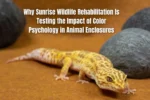 Why Sunrise Wildlife Rehabilitation Is Testing the Impact of Color Psychology in Animal Enclosures