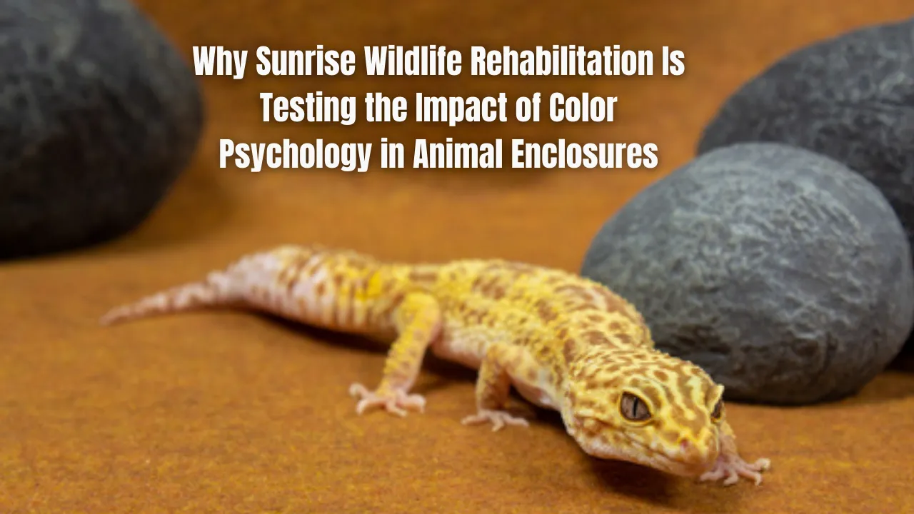Why Sunrise Wildlife Rehabilitation Is Testing the Impact of Color Psychology in Animal Enclosures